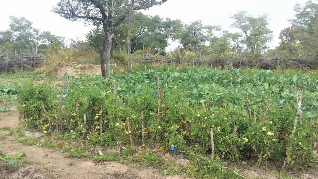 wonderful cooperative organic garden in zimbabwe